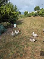 Araucana lavander, Dieren en Toebehoren