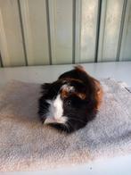 Peruviaan zeugje, Dieren en Toebehoren, Knaagdieren, Juni, Vrouwelijk, Cavia