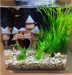 Gratis baby guppy’s, Dieren en Toebehoren, Ophalen, Zo goed als nieuw