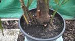 Trachycarpus-palm, Tuin en Terras, Planten | Tuinplanten, Ophalen of Verzenden
