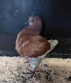 King duiven. Kingduiven