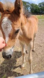 ‼️ Mega knappe BRP valk jaarling - springgefokt‼️, Dieren en Toebehoren, Gechipt, Ruin, Niet van toepassing, Springpony