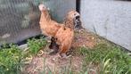 2 kuikens brahma x Vorwerk, Dieren en Toebehoren, Pluimvee, Geslacht onbekend