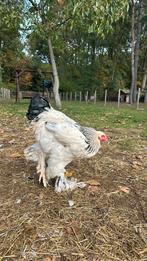 jonge brahma hanen zwart wit, Dieren en Toebehoren, Pluimvee