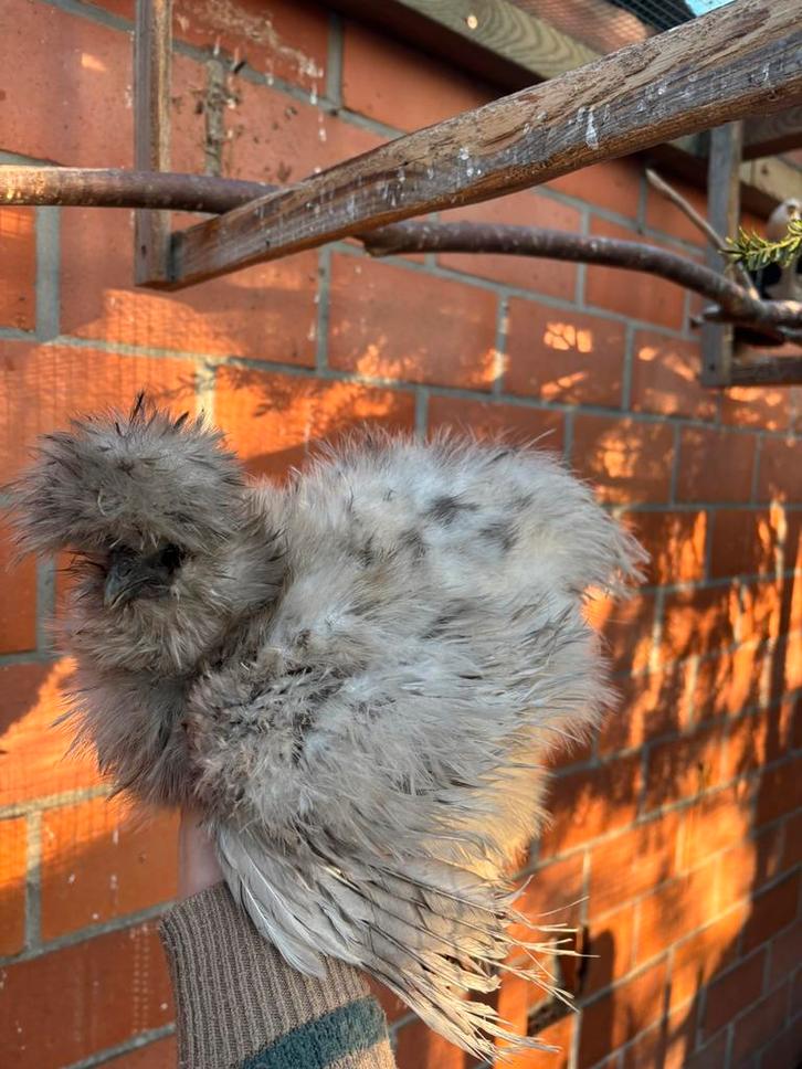 Verschillende hennen, Animaux & Accessoires, Volatiles, Poule ou poulet, Femelle