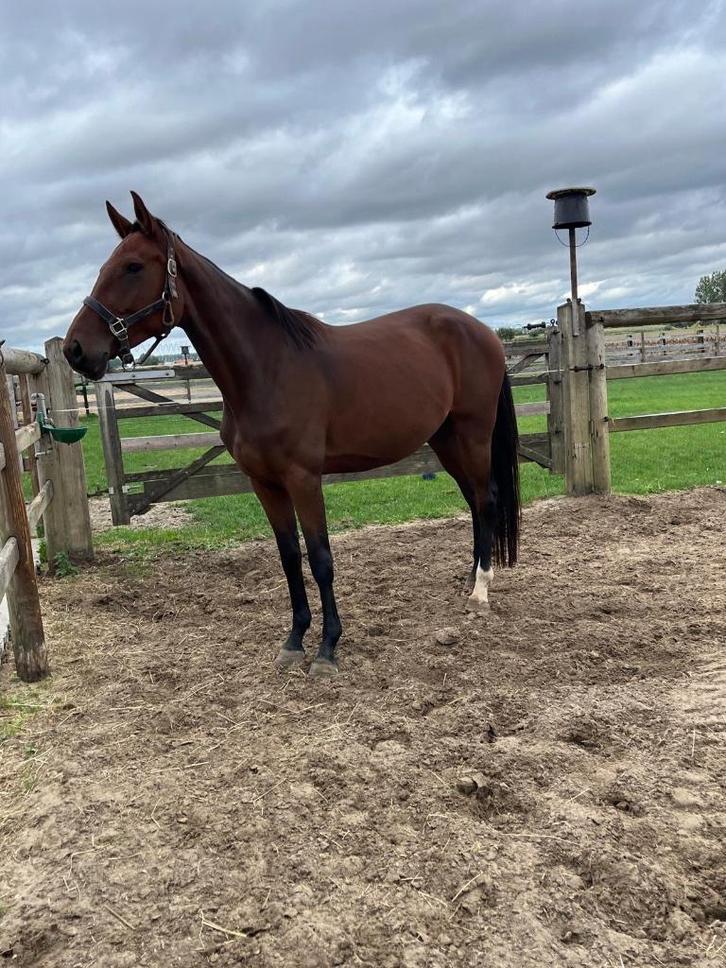 Paard te koop, Animaux & Accessoires, Chevaux, Jument, Non dressé, 3 à 6 ans, Cheval de saut, Avec pedigree, Avec puce électronique