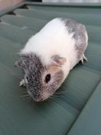 Cavia's, Dieren en Toebehoren, Juli, Vrouwelijk, Cavia