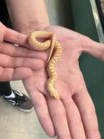 haakneusslang albino, Dieren en Toebehoren, Slang, 0 tot 2 jaar