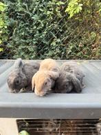 Rex widder voedsters, Dieren en Toebehoren, Konijnen, Vrouwelijk, Dwerg, Hangoor, 0 tot 2 jaar