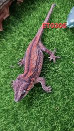 Rhacodactylus Auriculatus Gargoyle Gecko, Dieren en Toebehoren, Reptielen en Amfibieën