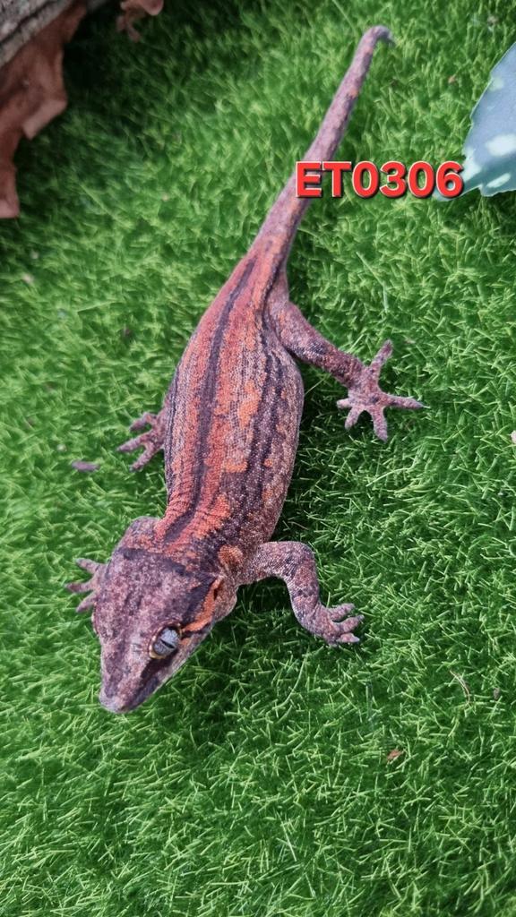 Rhacodactylus Auriculatus Gargoyle Gecko, Dieren en Toebehoren, Reptielen en Amfibieën