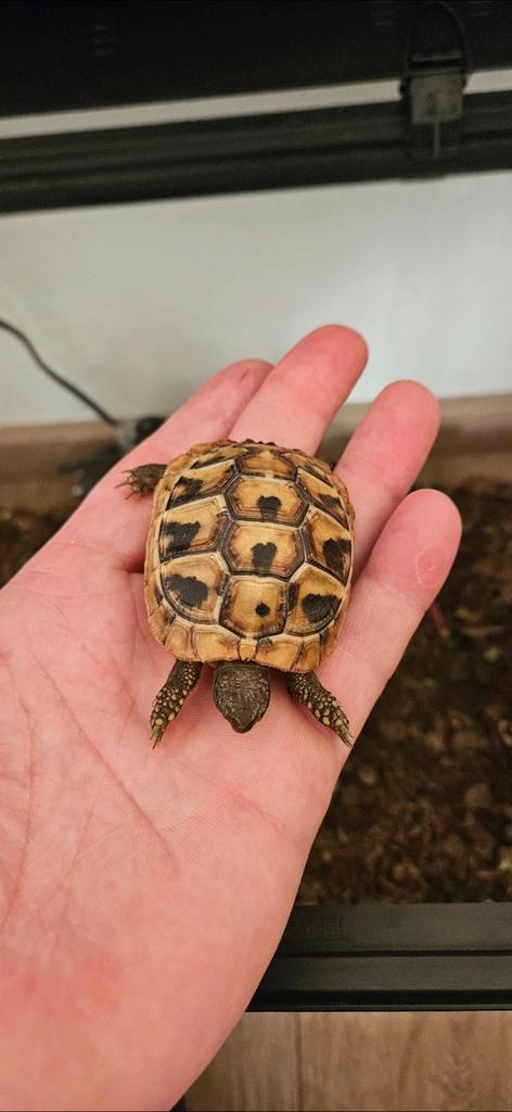 Landschildpadden, Dieren en Toebehoren, Reptielen en Amfibieën