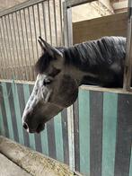 Di Cantero merrie drachtig van Corydon van T&L, Dieren en Toebehoren, Paarden, Merrie, Zadelmak, 3 tot 6 jaar