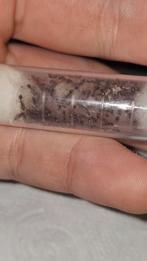 Colonie de fourmis Tetramorium bicarinatum 2q, Animaux & Accessoires, Insectes & Araignées