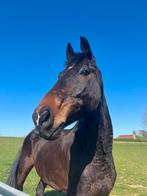 12 jarige ruin te koop, Dieren en Toebehoren, Paarden, Springpaard, Ruin, 11 jaar of ouder, 165 tot 170 cm