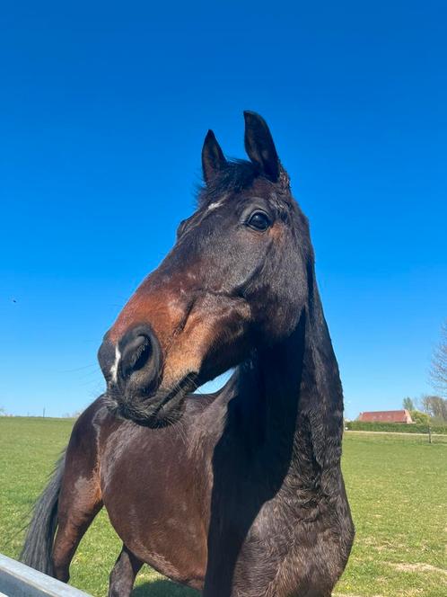 12 jarige ruin te koop, Dieren en Toebehoren, Paarden, Ruin, 165 tot 170 cm, 11 jaar of ouder, Springpaard, Met stamboom, Gechipt