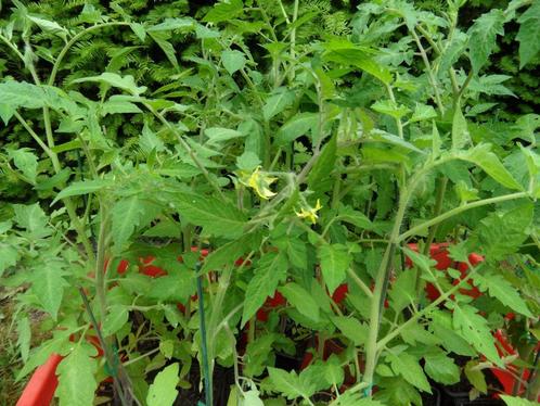 Romatomaat planten (20 stuks), Tuin en Terras, Planten | Tuinplanten, Eenjarig, Groenteplanten, Volle zon, Ophalen
