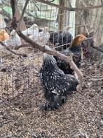 Cochin kriel hennen zilver zwart gezoomd, Dieren en Toebehoren