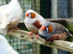 grote en medium zebravinken isabel en -verervend TTkwaliteit, Dieren en Toebehoren, Geringd