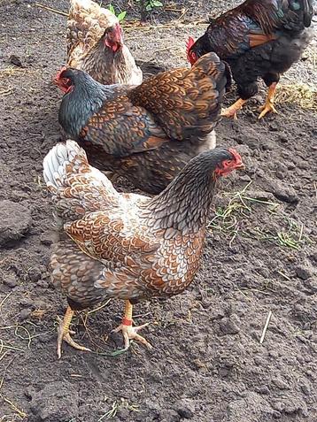 broedeieren barnevelder dubbel gezoomd, Dieren en Toebehoren, Pluimvee, Kip
