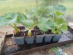 5 pompoenplanten, Tuin en Terras, Planten | Tuinplanten, Ophalen of Verzenden
