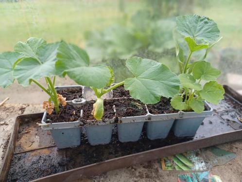 5 pompoenplanten dringend weg, Tuin en Terras, Planten | Tuinplanten, Ophalen of Verzenden