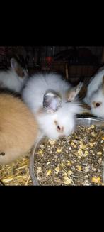 Dwergkonijnentje (mannetje), Septembre