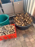 Verse aardappelen, Zakelijke goederen, Landbouw | Aardappelen, Groenten, Fruit en Vlees, Ophalen