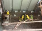 Koppel halsbanden met 5 jonge, Dieren en Toebehoren, Vogels | Parkieten en Papegaaien, Meerdere dieren, Parkiet