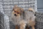 Chiots de Poméranie, keeshond, spitz, Animaux & Accessoires, 15 semaines à 1 an, Loulou, Éleveur | Professionnel, Plusieurs