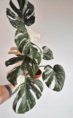 Monstera Deliciosa Thai Constellation (volledige plant), Huis en Inrichting, Ophalen, Overige soorten, Halfschaduw, In pot