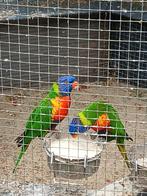 Bewezen kweekkoppel lori van de blauwe bergen, Tickets en Kaartjes, Concerten | Nederlandstalig