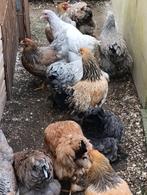 brahma kriel 4 hennen + 1 haantje gratis ! 105 euro, Vrouwelijk, Kip