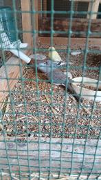 Diamantduifjes, Animaux & Accessoires, Oiseaux | Pigeons, Plusieurs animaux, Autres espèces