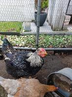 Gratis haan, Dieren en Toebehoren, Pluimvee, Mannelijk, Kip