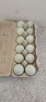 Eieren, Dieren en Toebehoren