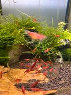 Sakura red garnalen, Homard, Crabe ou Crevette