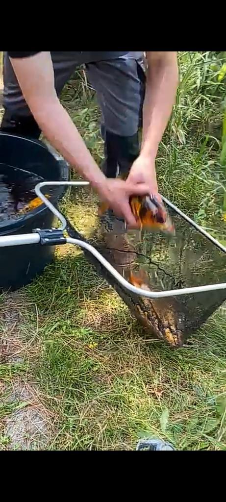 Ophalen vissen uit vijvers ( Gratis ), Dieren en Toebehoren, Vissen | Aquariumvissen