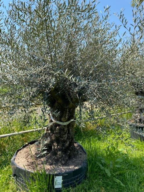 Olea Europaea stoere robuuste olijfboom NR23004, Tuin en Terras, Planten | Bomen, Olijfboom, 100 tot 250 cm, Volle zon, Zomer
