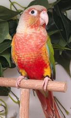 Mannelijke Pyrrhura molinae rood, Dieren en Toebehoren, Mannelijk, Geringd