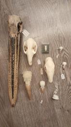 Schedel verzameling, Handtassen en Accessoires, Broches, Ophalen