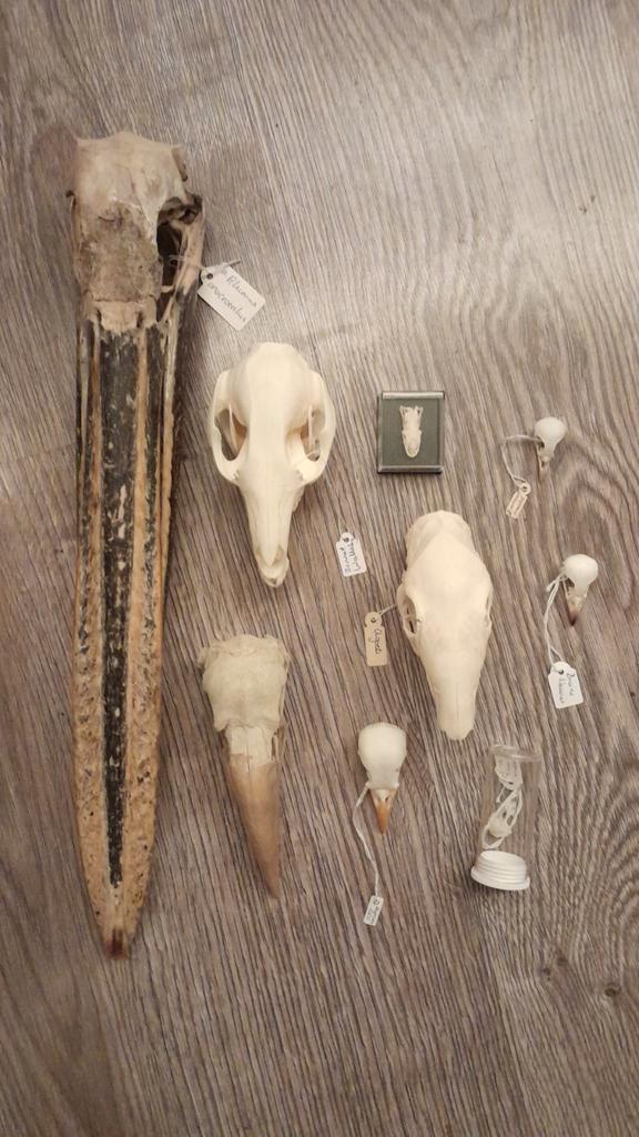 Schedel verzameling, Handtassen en Accessoires, Broches, Ophalen