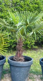 Palmboom Trachycarpus fortunei wintervast, Jardin & Terrasse, Plantes | Arbres, Palmier, Enlèvement ou Envoi
