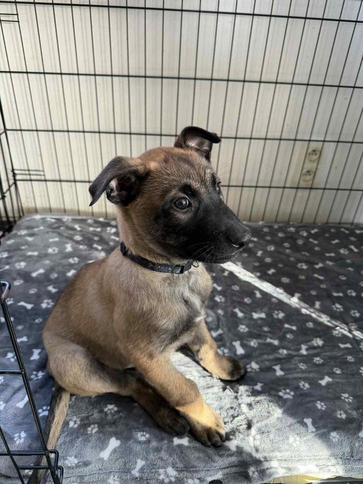 Mechelse herder pups, Dieren en Toebehoren, Honden | Niet-rashonden, Middel, Reu, Fokker | Hobbymatig, Eén hond, België, 8 tot 15 weken