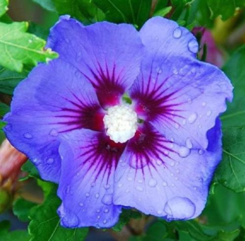 OFFRE CHOC 25€ l'un seulement !!! SUPERBES hibiscus en pot d, Jardin & Terrasse, Plantes | Arbustes & Haies, Enlèvement ou Envoi