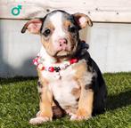 AMERICAN BULLY PUPS. ( UNIEKE BLOEDLIJNEN), Overige rassen, 8 tot 15 weken, Buitenland, CDV (hondenziekte)