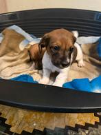 Piebald dwergteckels ( geteste ouders ), Dieren en Toebehoren, Honden | Teckels en Dashonden, België, CDV (hondenziekte), 8 tot 15 weken