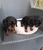 Cavalier King Charles pups, Dieren en Toebehoren, België, Particulier, CDV (hondenziekte), 8 tot 15 weken