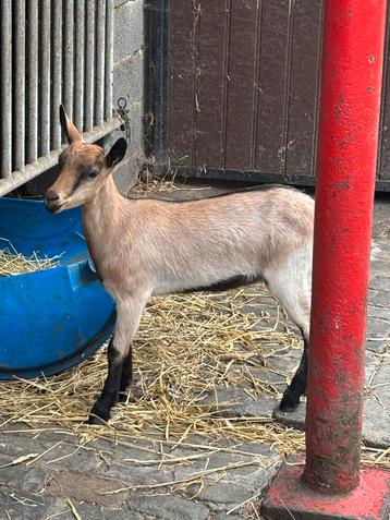 Mooi mieke  lam geit, Femelle, Chèvre, 0 à 2 ans