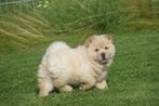 Chow-chow pups geboren in Belgie, België, 8 tot 15 weken, Teef, Poolhond